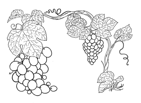 Grapes  Coloring Page